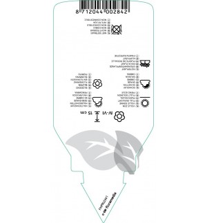 Etichette di Ajuga reptans ‘Variegata’ *