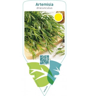 Artemisia dracunculus (tarragon)