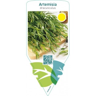 Artemisia dracunculus (tarragon)