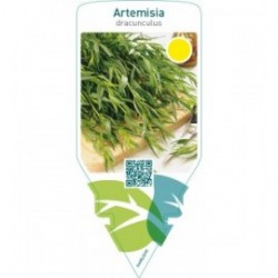 Artemisia dracunculus (tarragon)