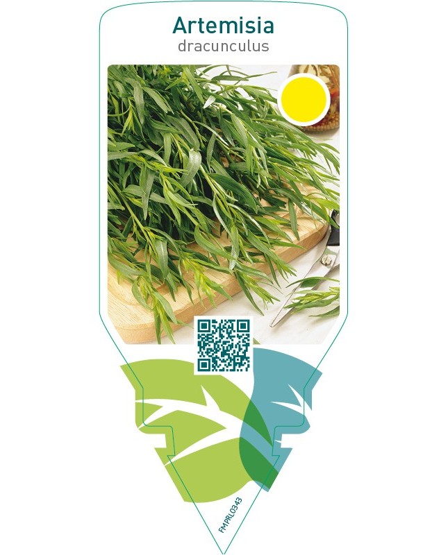 Artemisia dracunculus (tarragon)