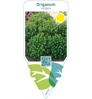 Origanum vulgare (origanum)