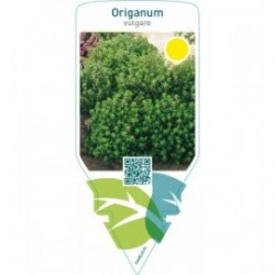 Origanum vulgare (origanum)