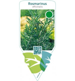 Rosmarinus officinalis (rosemary)