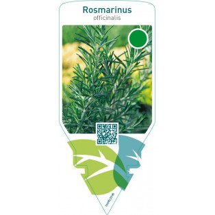 Rosmarinus officinalis (rosemary)