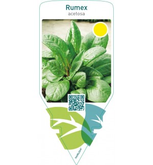 Rumex acetosa (sorrel)