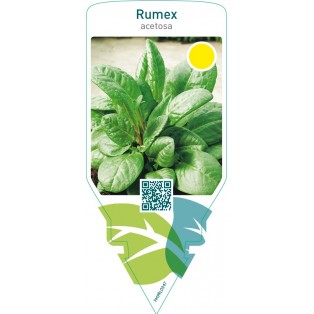Rumex acetosa (sorrel)
