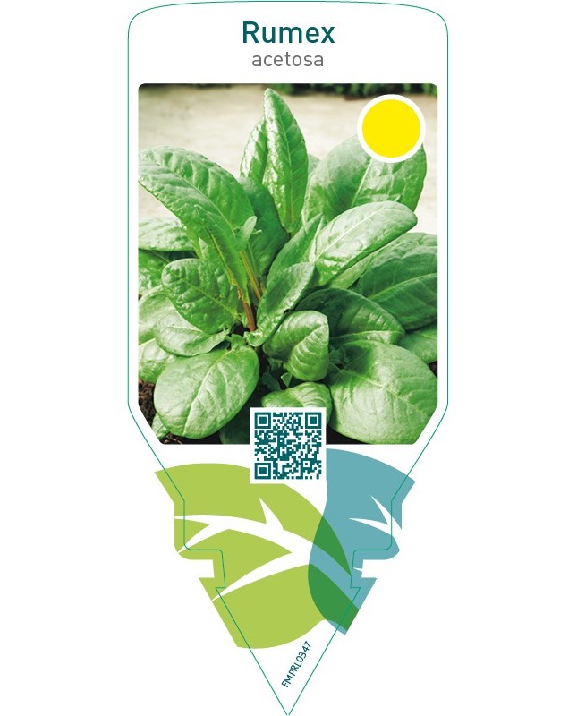 Rumex acetosa (sorrel)