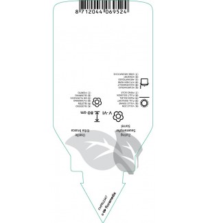 Etichette di Rumex acetosa (sorrel) *