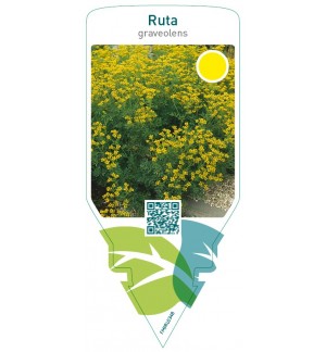 Ruta graveolens (rue)