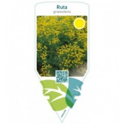 Ruta graveolens (rue)