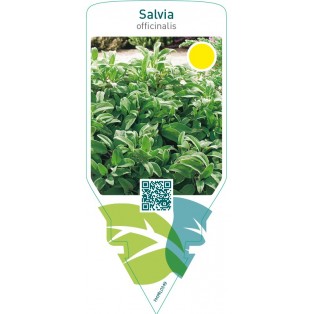 Salvia officinalis (sage)