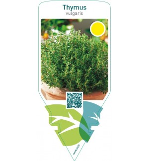 Thymus vulgaris (thyme)