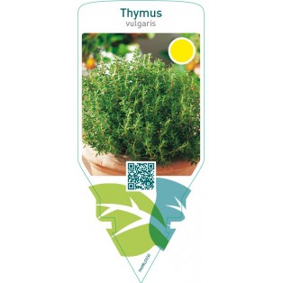 Thymus vulgaris (thyme)