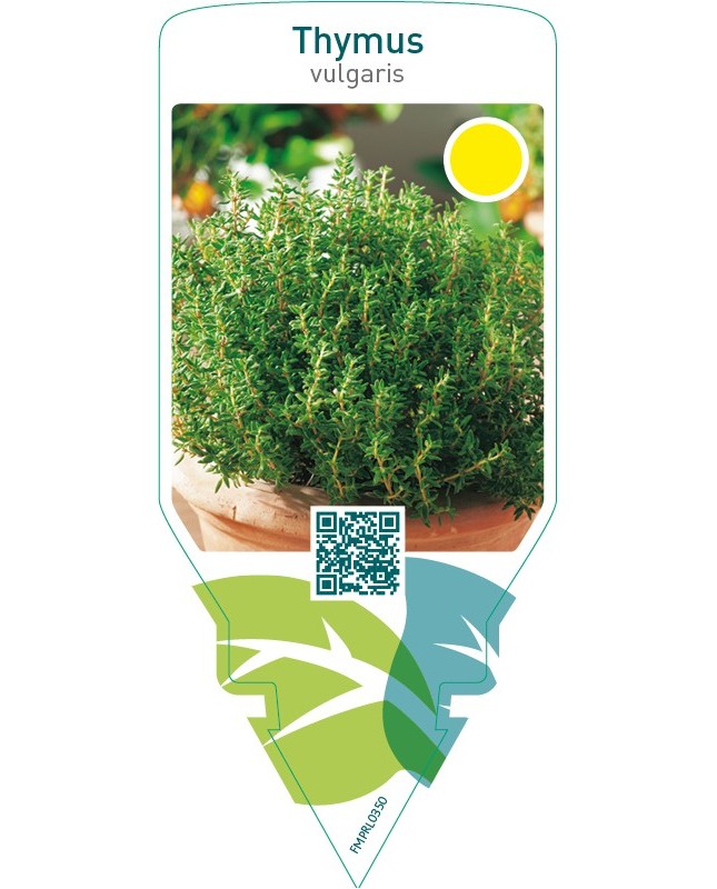 Thymus vulgaris (thyme)