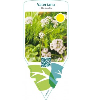 Valeriana officinalis (valerian)