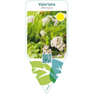 Valeriana officinalis (valerian)