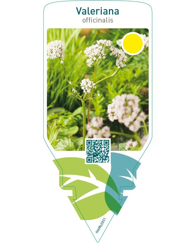 Valeriana officinalis (valerian)