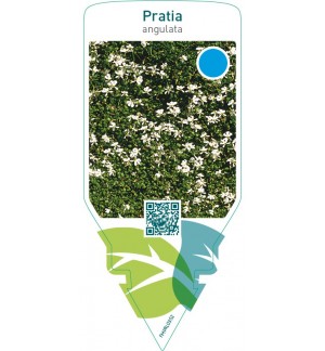 Pratia angulata