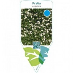 Pratia angulata