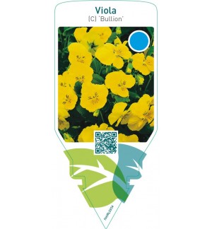 Viola (C) ‘Bullion’