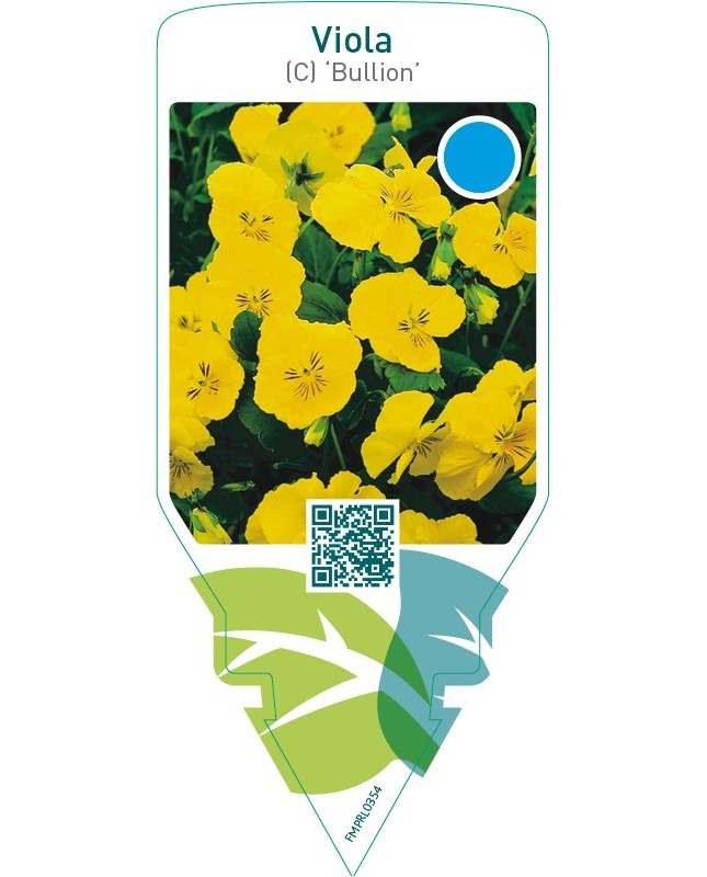 Viola (C) ‘Bullion’