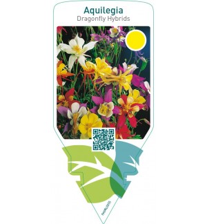 Aquilegia Dragonfly Hybrids