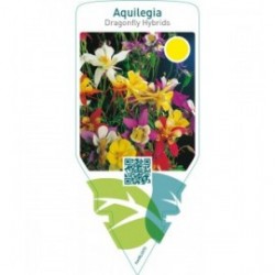 Aquilegia Dragonfly Hybrids