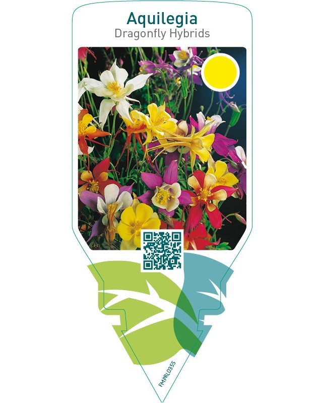 Aquilegia Dragonfly Hybrids