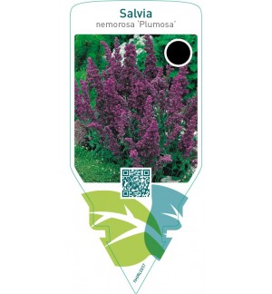 Salvia nemorosa ‘Plumosa’