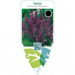 Salvia nemorosa ‘Plumosa’