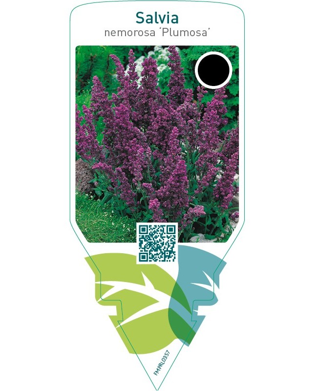 Salvia nemorosa ‘Plumosa’
