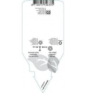 Etichette di Salvia nemorosa ‘Plumosa’ *