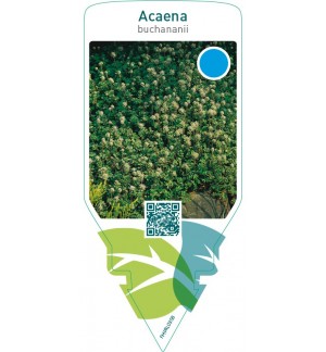 Acaena buchananii