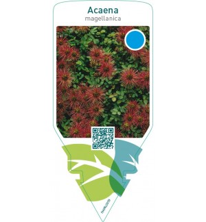 Acaena magellanica
