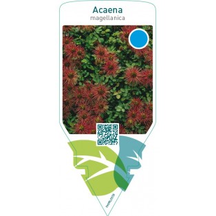 Acaena magellanica