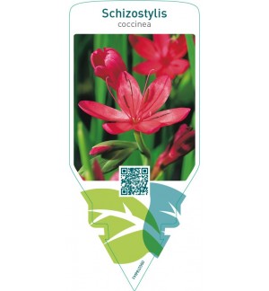 Schizostylis coccinea  red