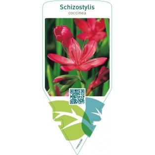 Schizostylis coccinea  red