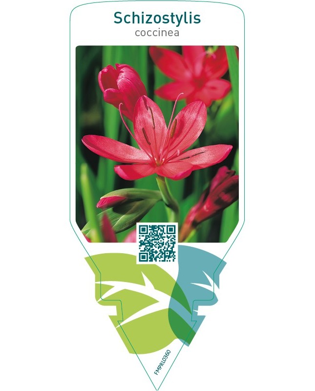 Schizostylis coccinea  red