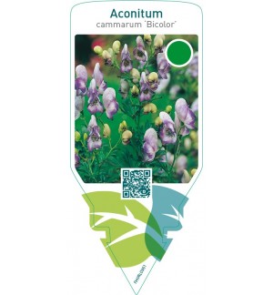Aconitum cammarum ‘Bicolor’
