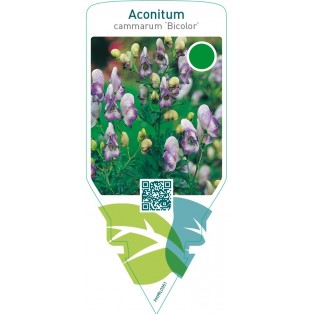 Aconitum cammarum ‘Bicolor’