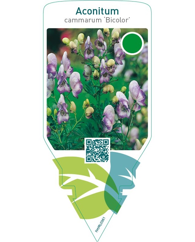 Aconitum cammarum ‘Bicolor’