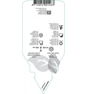 Etichette di Aconitum cammarum ‘Bicolor’ *