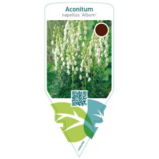 Aconitum napellus ‘Album’