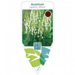 Aconitum napellus ‘Album’