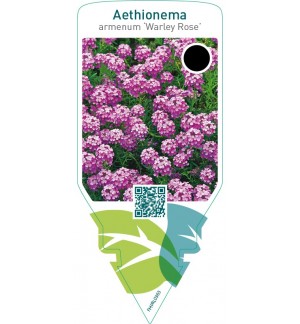 Aethionema armenum ‘Warley Rose’