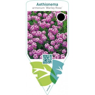 Aethionema armenum ‘Warley Rose’