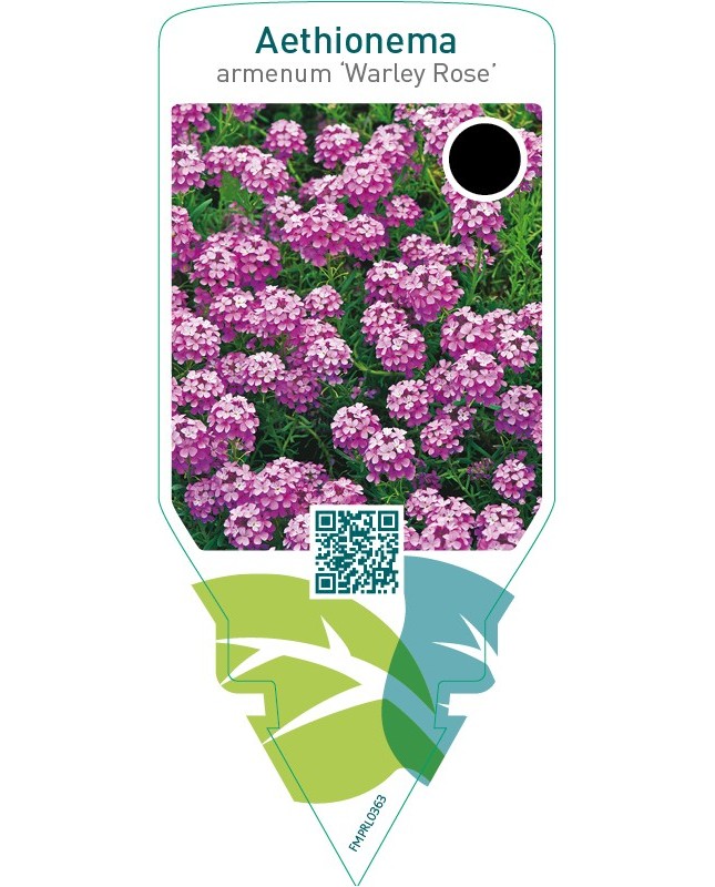 Aethionema armenum ‘Warley Rose’