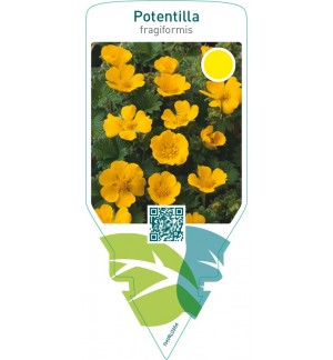 Potentilla fragiformis