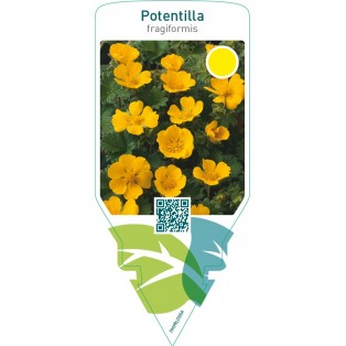 Potentilla fragiformis